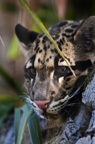 Clouded Leopard — Stock Photo, Image