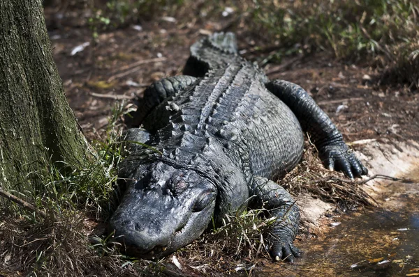 stock image Florida Alligator