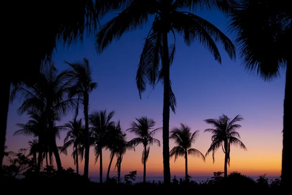 Geceleri palmiye ağaçları — Stok fotoğraf