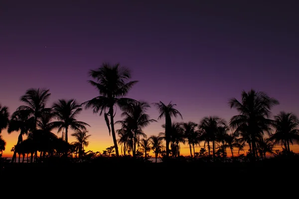 Пальмы ночью — стоковое фото