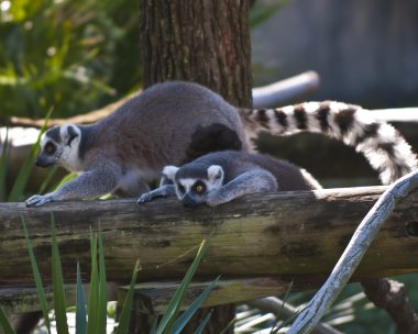 lemurlar