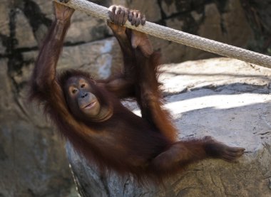 orangutan