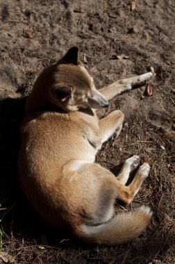 Yeni Gine şarkı köpek