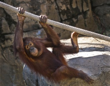 orangutan