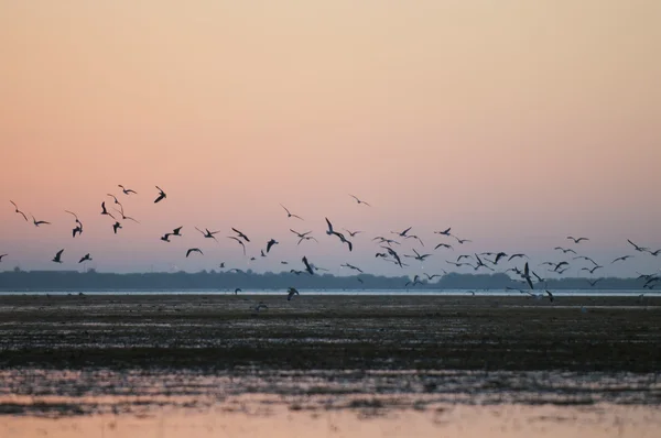 日の出の鳥 — ストック写真