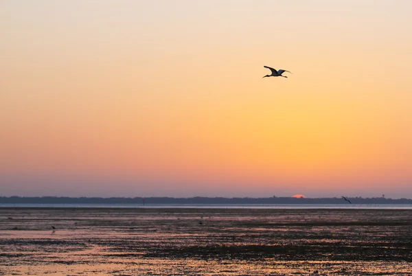 stock image Morning Bird