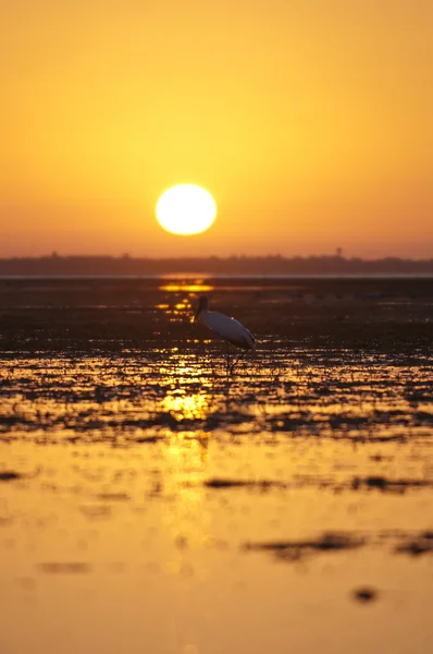 Stork på sunrise — Stockfoto