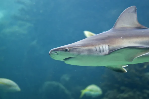 Žralok — Stock fotografie