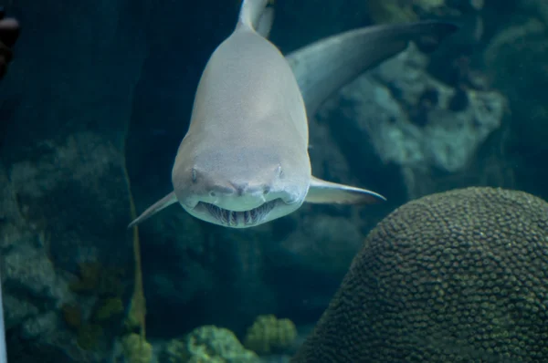 Tiburón — Foto de Stock