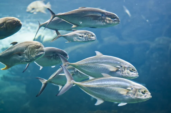 マグロ魚 — ストック写真