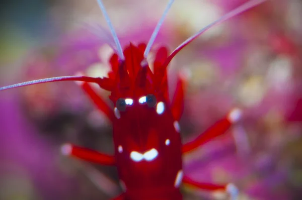 红虾 — 图库照片