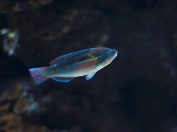 Exotic Fish — Stock Photo, Image