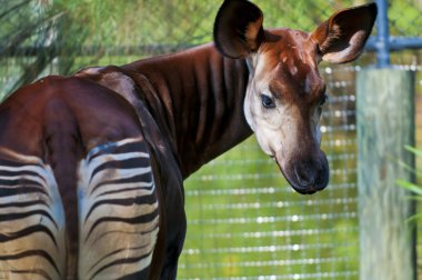 Okapi clipart