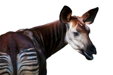 Okapi clipart