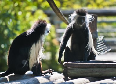 colobus maymun