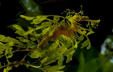 Leafy Dragon Seahorse clipart