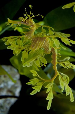 yapraklı dragon denizatı