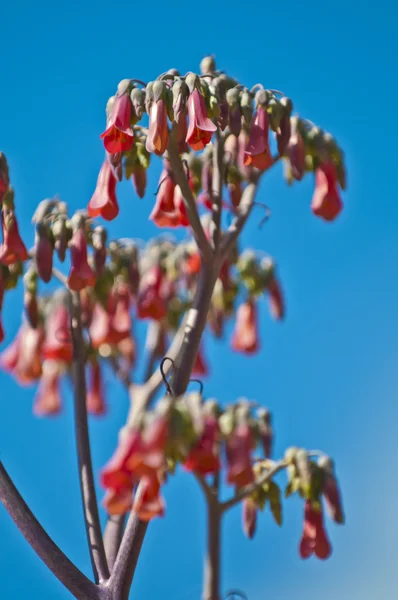 Flor roja del penstemon — Foto de Stock