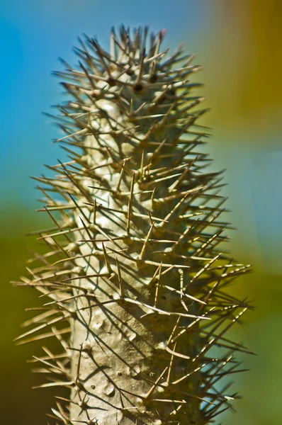 Cactus — Foto Stock