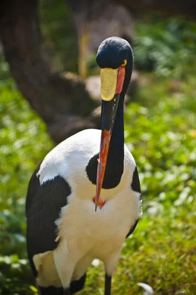 Sadeln billed stork — Stockfoto