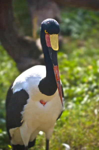 안장 청구 황새 — 스톡 사진