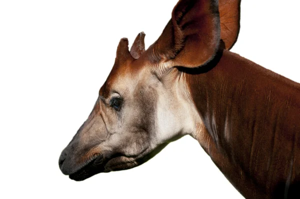 Okapi. —  Fotos de Stock