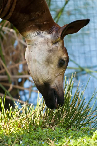 Okapi — Stockfoto