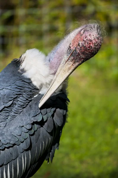 대머리 황새 — 스톡 사진