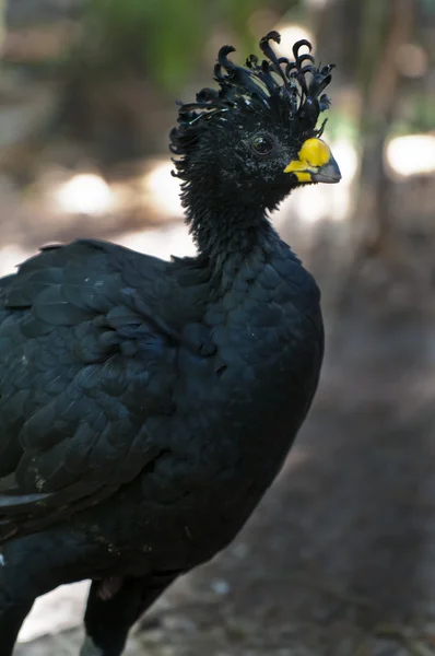Great Curassow — Stock Photo, Image
