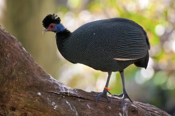 Crested Guineafowl — Stock Photo, Image