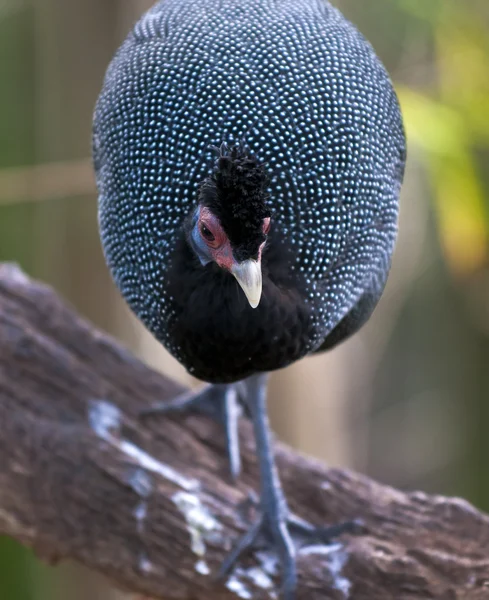 Crested Guineafowl — Stock Photo, Image