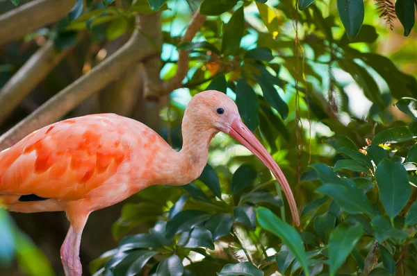 Joven ibis escarlata — Foto de Stock