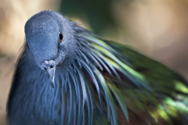 니코바르 비둘기 — 스톡 사진