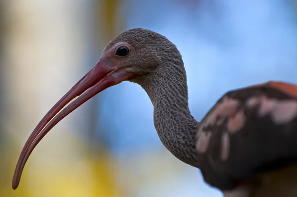 Pássaro ibis — Fotografia de Stock