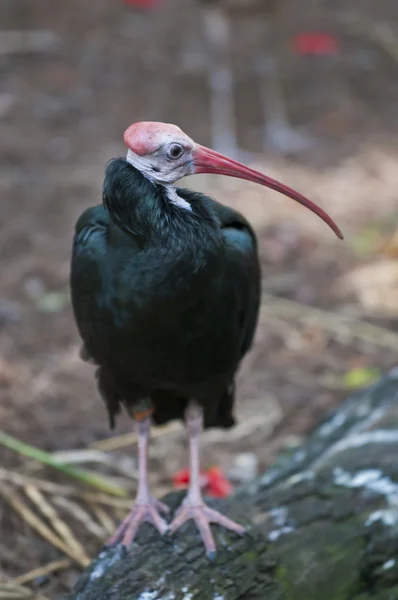 Southern Bald Ibis — Stock Photo, Image