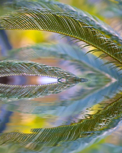 Reflexion der Palmblätter — Stockfoto
