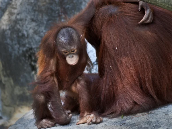 Baby orangutang — Stockfoto
