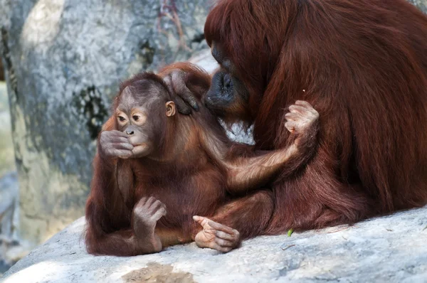 Orangután — Stock Fotó