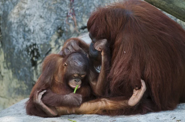 Orangutanger — Stockfoto