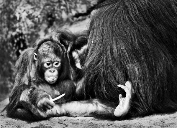 B & W Orangutans — Fotografia de Stock
