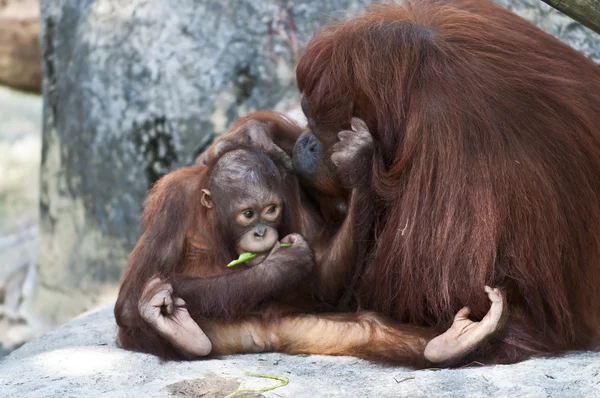 Orangutang familj — Stockfoto
