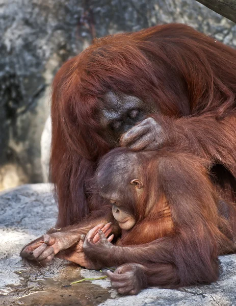 Orangutang familj — Stockfoto