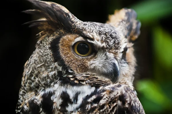 stock image Great Horned Owl