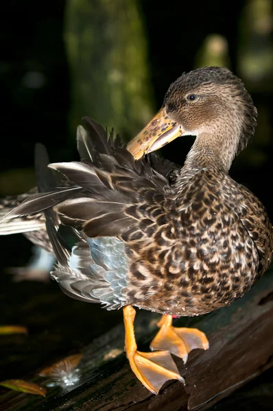 Clean Duck — Stock Photo, Image