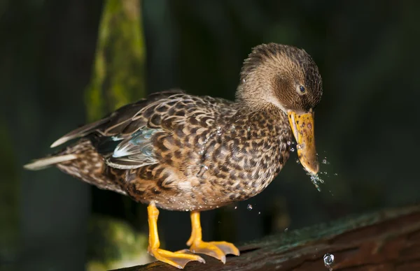 Anatra pulita — Foto Stock