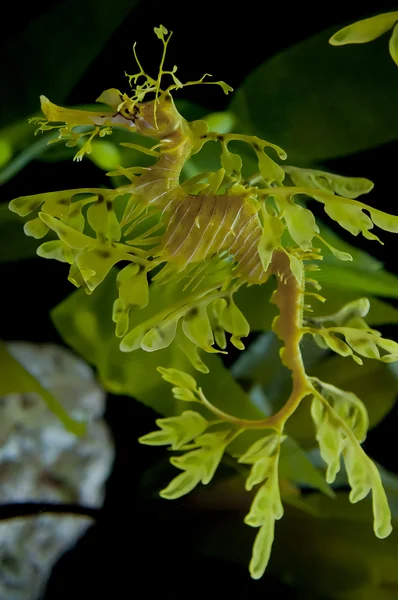 Liściaste smoka konika morskiego — Zdjęcie stockowe