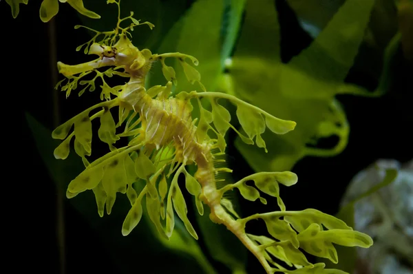 Leafy Dragon Seahorse — Stock Photo, Image