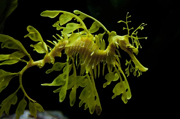 Liściaste smoka konika morskiego — Zdjęcie stockowe