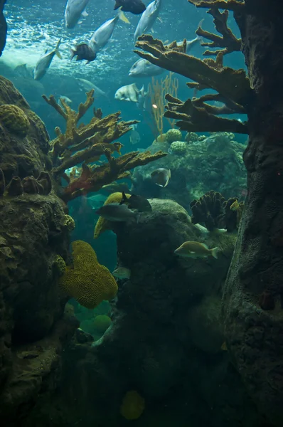 Recif de corali — Fotografie, imagine de stoc