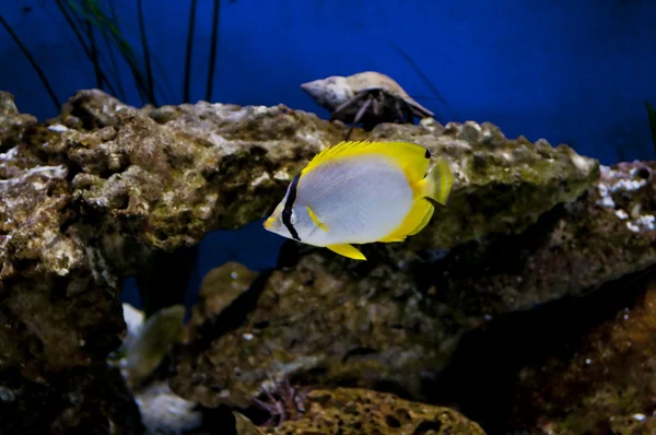 スポットのフィンの蝶の魚 — ストック写真